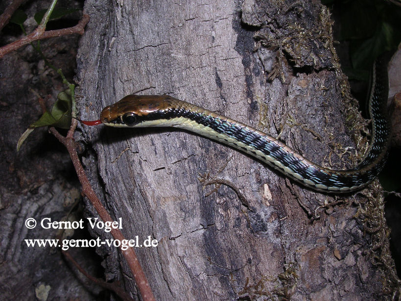 Dendrelaphis pictus